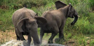 فرار از فیلها به حمله تمساح انجامید؛ مرگ یک شکارچی در زامبیا