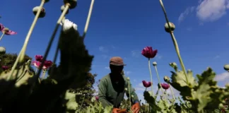 افزایش کشت کوکنار در افغانستان؛ بدخشان در صدر