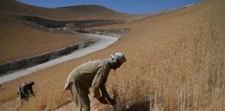 آغاز پروژه پنج میلیون یورویی برای تقویت زراعت افغانستان