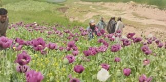 آغاز پروژه بیش از ۹ میلیون دالری مبارزه با مواد مخدر در افغانستان