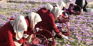 د زعفرانو برخه کې د هراتي مېرمنو لاسته راوړنې وستایل شوې