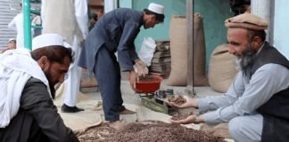 په نورستان او کاپیسا کې د جلغوزیو حاصلات زیات شوي