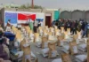 Improved wheat seeds and fertilizers provided to Ghor farmers by FAO