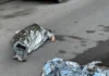 Kyiv Shooting Leaves Six Dead, 14 Injured